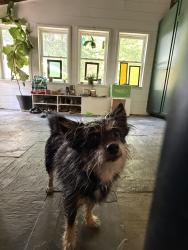 Found/Stray Male Dog last seen Hwy-79 where it turns into 4 lanes around the construction, Trafford, AL 35172