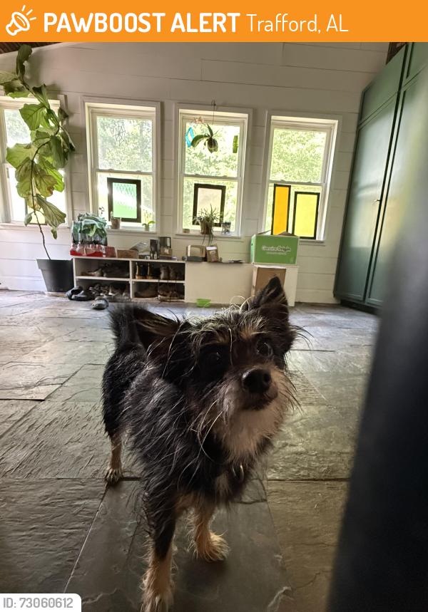 Found/Stray Male Dog last seen Hwy-79 where it turns into 4 lanes around the construction, Trafford, AL 35172