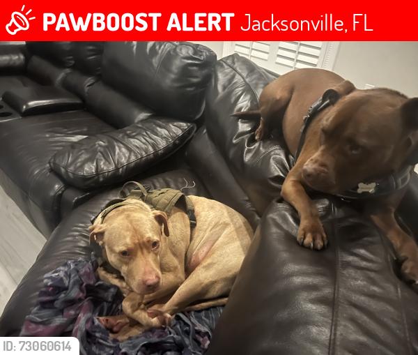 Lost Male Dog last seen Near Long landing rd e, Jacksonville, FL 32224