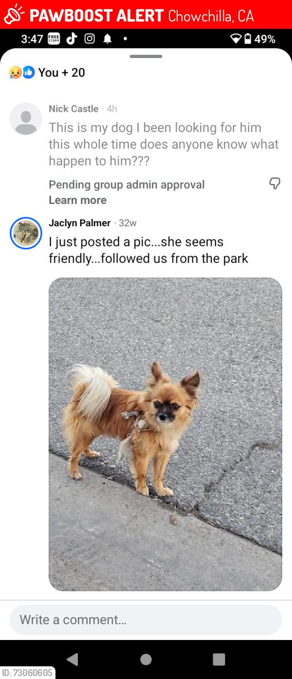 Lost Male Dog last seen Chowchilla, Chowchilla, CA 93610