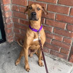 Shelter Stray Male Dog last seen , 3612 11th Ave, Los Angeles, CA 90018, USA