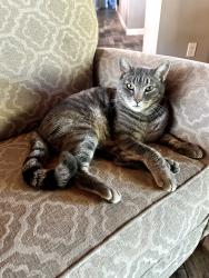Lost Male Cat last seen Madison Ave, Crest, CA 92019
