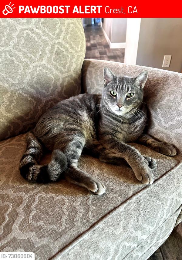 Lost Male Cat last seen Madison Ave, Crest, CA 92019
