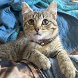 Shelter Stray Female Cat last seen , 2350 Appling City Cove, Memphis, TN 38133, USA