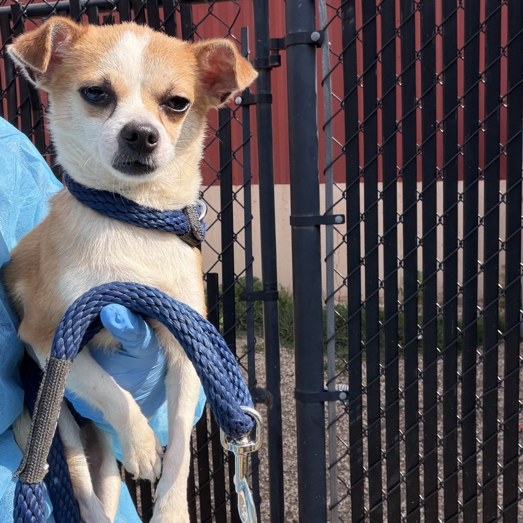 Shelter Stray Male Dog last seen , Animal Care & Control Team of Philly, 111 W Hunting Park Ave, Philadelphia, PA 19140, USA