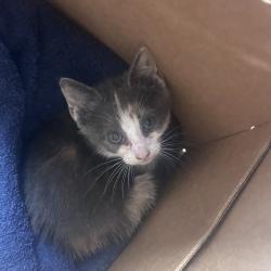 Shelter Stray Female Cat last seen , Animal Care & Control Team of Philly, 111 W Hunting Park Ave, Philadelphia, PA 19140, USA