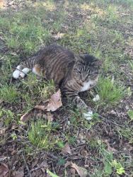 Reunited Female Cat last seen Old Charlottes Rd. Concord N.C. Near what a burger, Concord, NC 28027