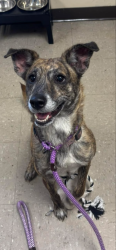 Lost Female Dog last seen Smith street and fruit hill Ave, North Providence, RI 02911