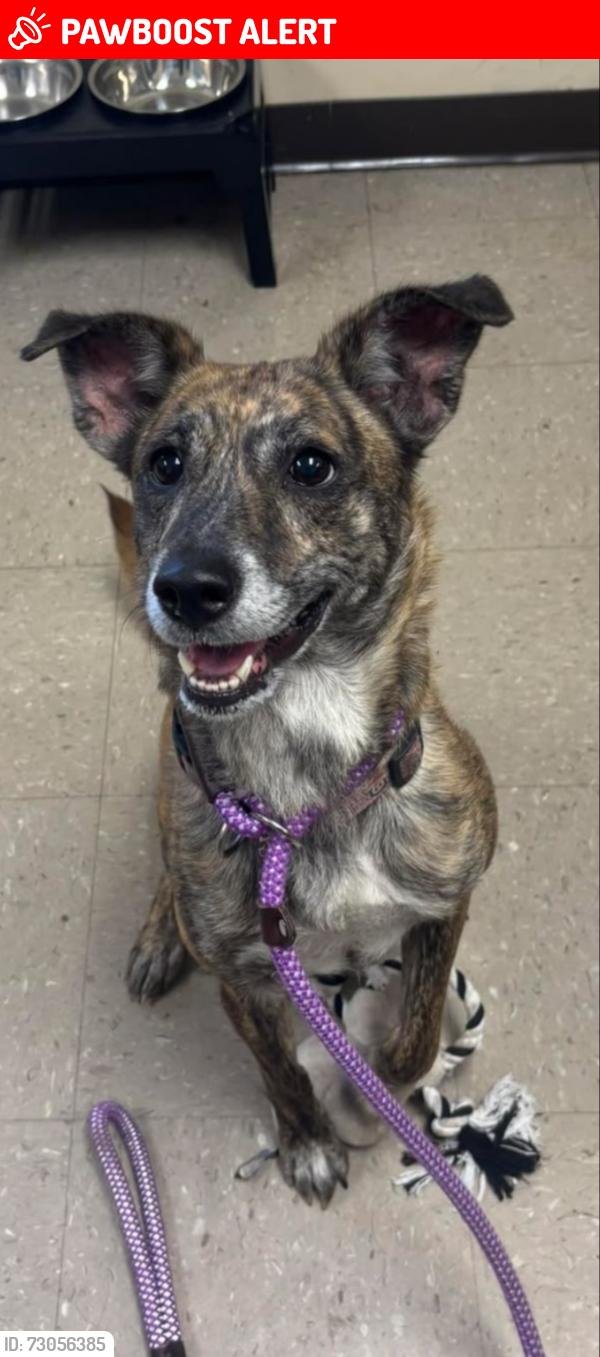 Lost Female Dog last seen Smith street and fruit hill Ave, North Providence, RI 02911