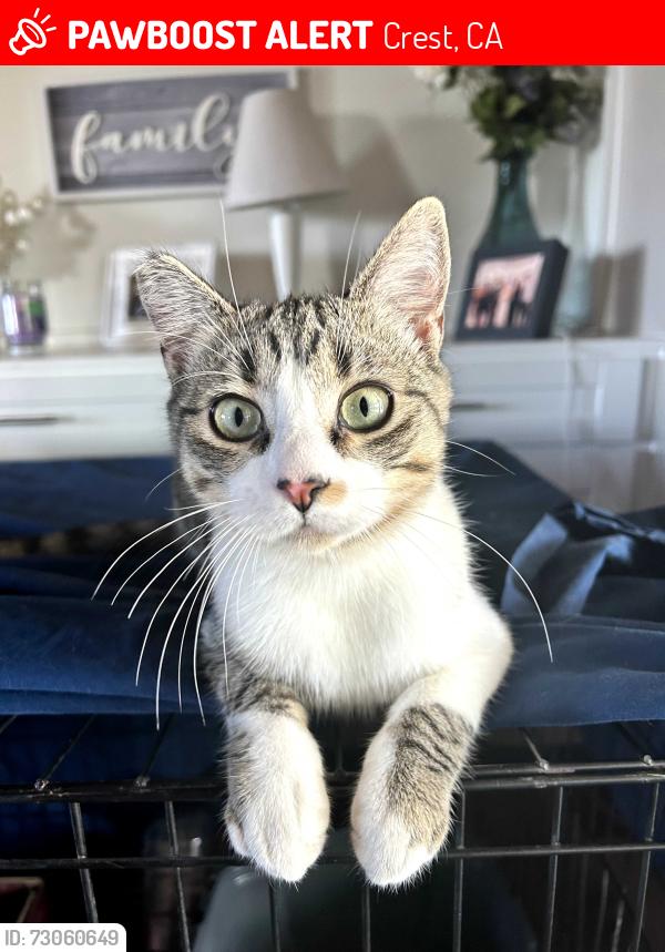 Lost Male Cat last seen Madison Ave and Greenfield El Cajon, Crest, CA 92019
