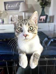 Lost Male Cat last seen Madison Ave and Greenfield El Cajon, Crest, CA 92019