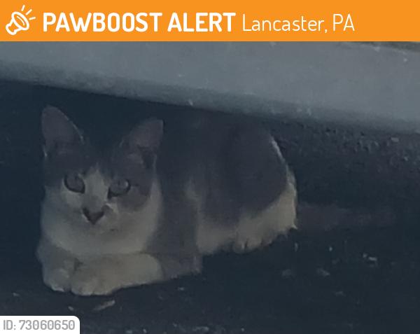 Found/Stray Unknown Cat last seen Behind Decades , Lancaster, PA 17603