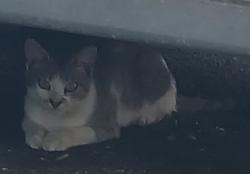 Found/Stray Unknown Cat last seen Behind Decades , Lancaster, PA 17603