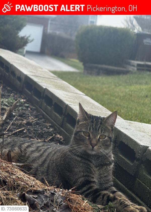 Lost Male Cat last seen Gray Drive and Delong , Pickerington, OH 43147
