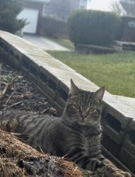 Lost Male Cat last seen Gray Drive and Delong , Pickerington, OH 43147