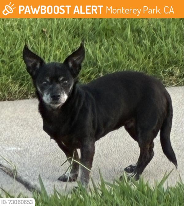 Found/Stray Female Dog last seen W. Fernfield and Gerhart near Monterey Village apmts , Monterey Park, CA 91754
