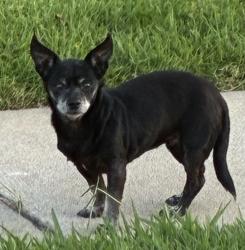 Found/Stray Female Dog last seen W. Fernfield and Gerhart near Monterey Village apmts , Monterey Park, CA 91754