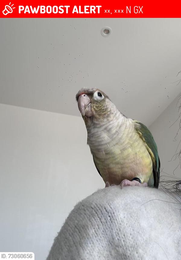 Lost Unknown Bird last seen Kingscross, 伦敦, 英格兰 N7 9GX