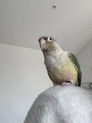 Lost Unknown Bird last seen Kingscross, 伦敦, 英格兰 N7 9GX