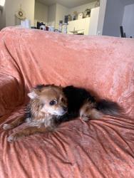 Found/Stray Male Dog last seen May and 89th, Oklahoma City, OK 73159