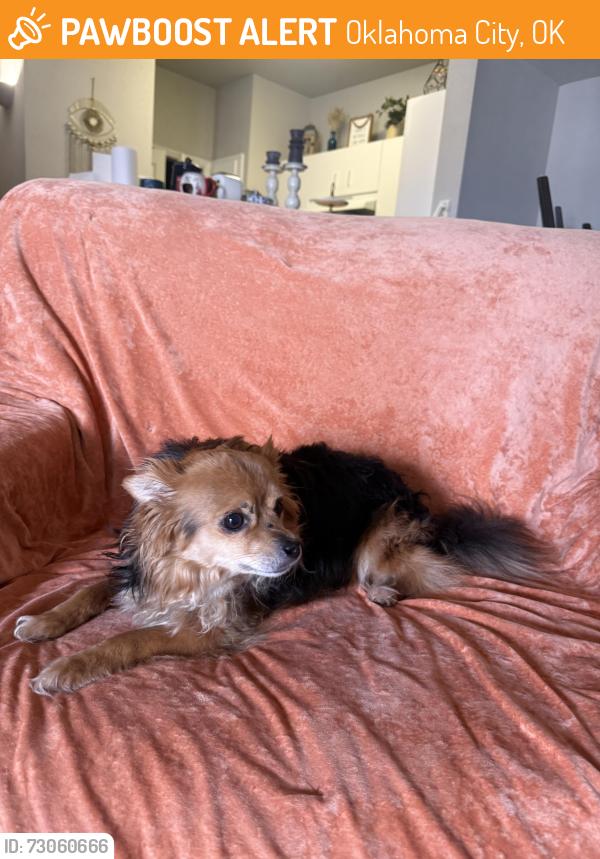 Found/Stray Male Dog last seen May and 89th, Oklahoma City, OK 73159