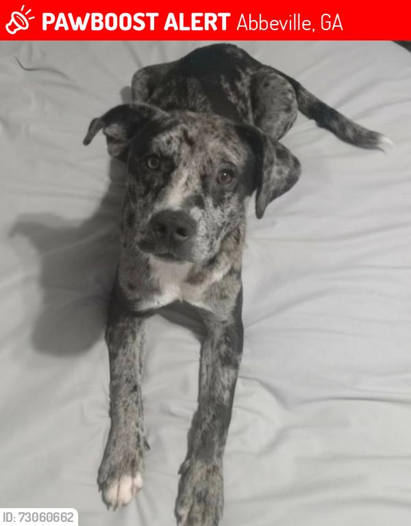 Lost Male Dog last seen About 3-5 miles just before you enter the city of Abbeville on Hwy 129 coming from Hawkinsville, Abbeville, GA 31001