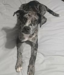 Lost Male Dog last seen About 3-5 miles just before you enter the city of Abbeville on Hwy 129 coming from Hawkinsville, Abbeville, GA 31001