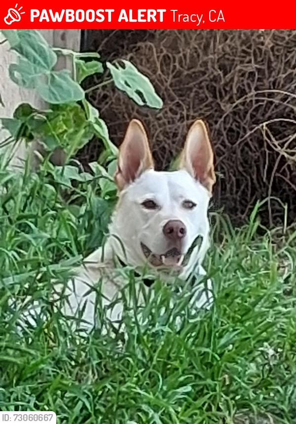 Lost Male Dog last seen Mac gather and west 11th street, Tracy, CA 95376