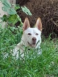 Lost Male Dog last seen Mac gather and west 11th street, Tracy, CA 95376