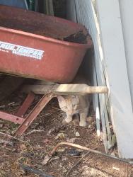Lost Male Cat last seen Sango rd, Clarksville, TN 37043