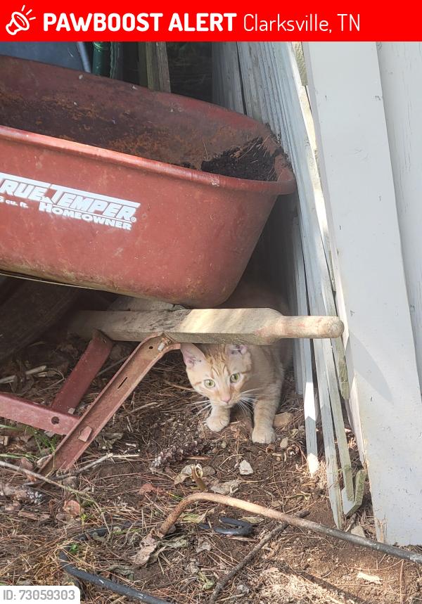 Lost Male Cat last seen Sango rd, Clarksville, TN 37043