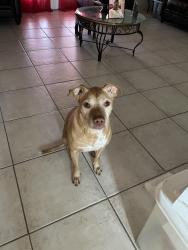 Reunited Female Dog last seen Citrus grove park, West Palm Beach, FL 33412