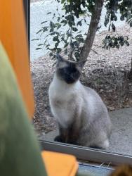 Lost Male Cat last seen Green Valley Circle, Fox Hills Mall, TikTok HQ, Culver City, CA 90230