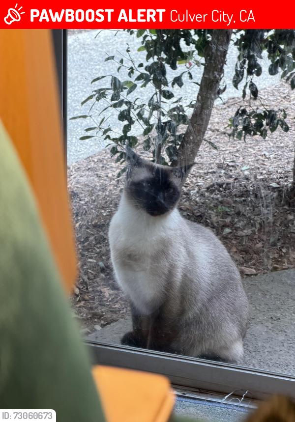 Lost Male Cat last seen Green Valley Circle, Fox Hills Mall, TikTok HQ, Culver City, CA 90230