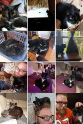 Lost Female Cat last seen Longmeadow Parkway and Sleepy Hollow Rd., Algonquin, IL 60102