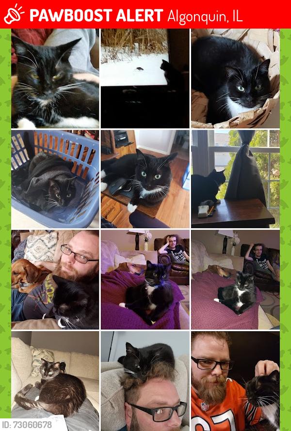 Lost Female Cat last seen Longmeadow Parkway and Sleepy Hollow Rd., Algonquin, IL 60102