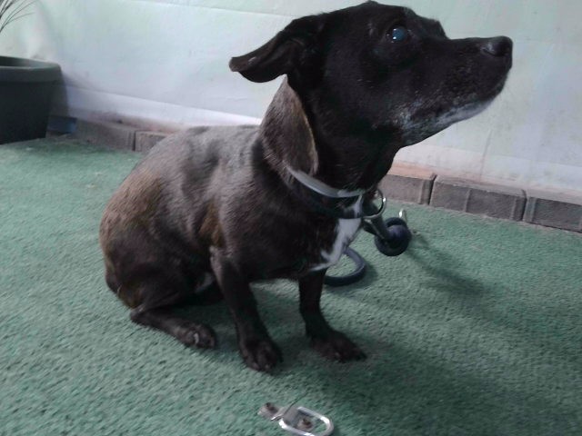 Shelter Stray Female Dog last seen , 4275 Elton St, Baldwin Park, CA 91706, USA