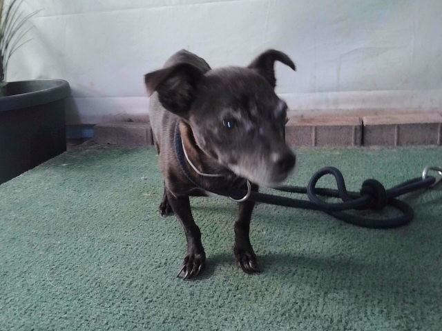 Shelter Stray Female Dog last seen , 4275 Elton St, Baldwin Park, CA 91706, USA