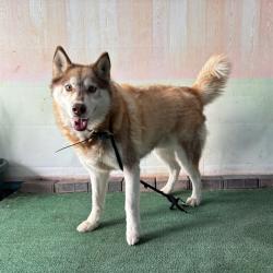 Shelter Stray Male Dog last seen , 4275 Elton St, Baldwin Park, CA 91706, USA