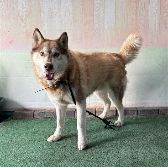 Shelter Stray Male Dog last seen , 4275 Elton St, Baldwin Park, CA 91706, USA