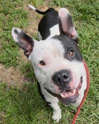 Shelter Stray Male Dog last seen Near BLOCK SOMERSET DR, LAUDERDALE LAKES FL 33311, 2400 SW 42nd St, Fort Lauderdale, FL 33312, USA
