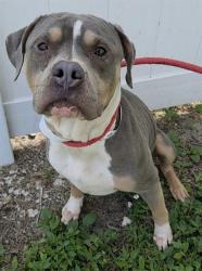 Shelter Stray Female Dog last seen Near BLOCK SW 51 CT, DANIA FL 33312, 2400 SW 42nd St, Fort Lauderdale, FL 33312, USA
