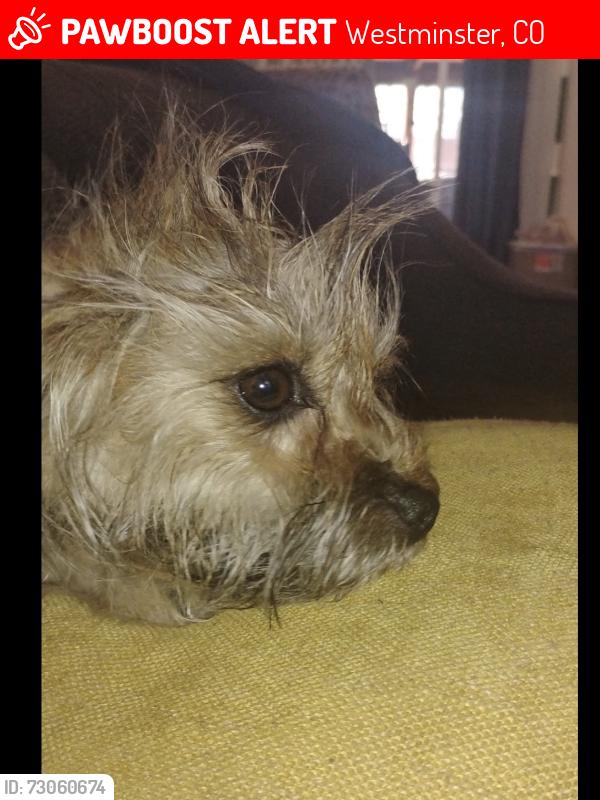 Lost Female Dog last seen Near wolff ct, Westminster, CO 80030