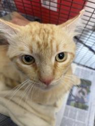 Shelter Stray Male Cat last seen COLE AVE X PIEDMONT DR, 333 Chandler Pl, San Bernardino, CA 92408, USA