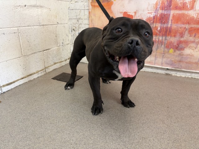 Shelter Stray Female Dog last seen HIGHLAND AND ARDEN, 333 Chandler Pl, San Bernardino, CA 92408, USA