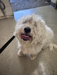 Shelter Stray Male Dog last seen W 6TH ST X N SIERRA WAY, 333 Chandler Pl, San Bernardino, CA 92408, USA