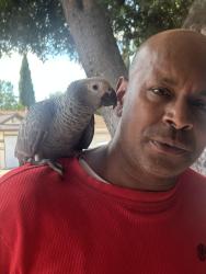 Found/Stray Unknown Bird last seen Pentland way, San Jose, CA 95148