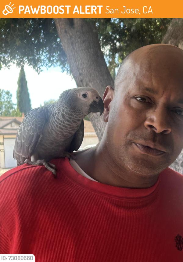 Found/Stray Unknown Bird last seen Pentland way, San Jose, CA 95148