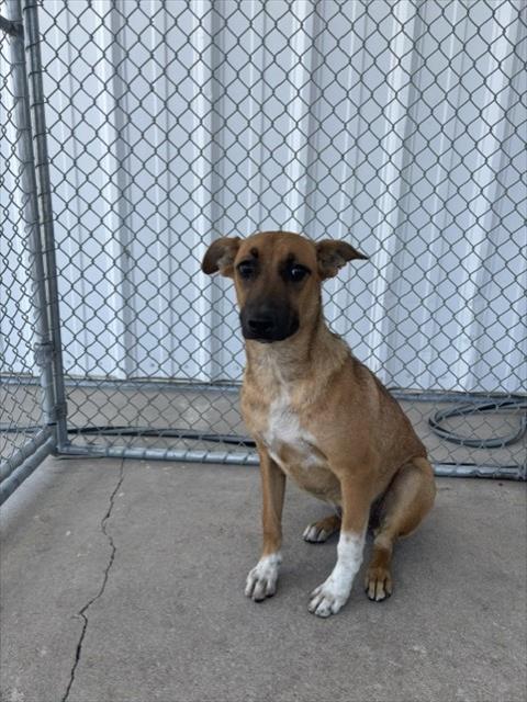 Shelter Stray Female Dog last seen Near BLOCK GRACE ST, BAKERSFIELD CA 93305, 3951 Fruitvale Ave, Bakersfield, CA 93308, USA