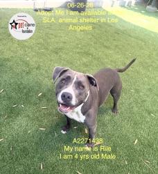 Shelter Stray Male Dog last seen , 1850 W 60th St, Los Angeles, CA 90047, USA